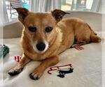 Small #2 Dachshund Mix