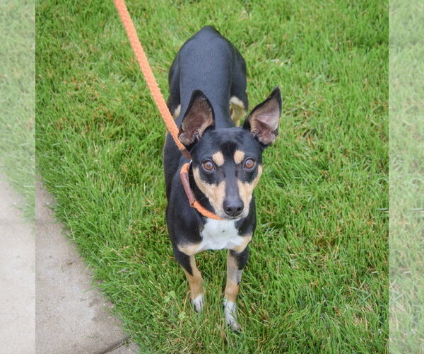 Medium Photo #3 American Rat Pinscher Puppy For Sale in Huntley, IL, USA