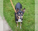 Small #2 American Rat Pinscher