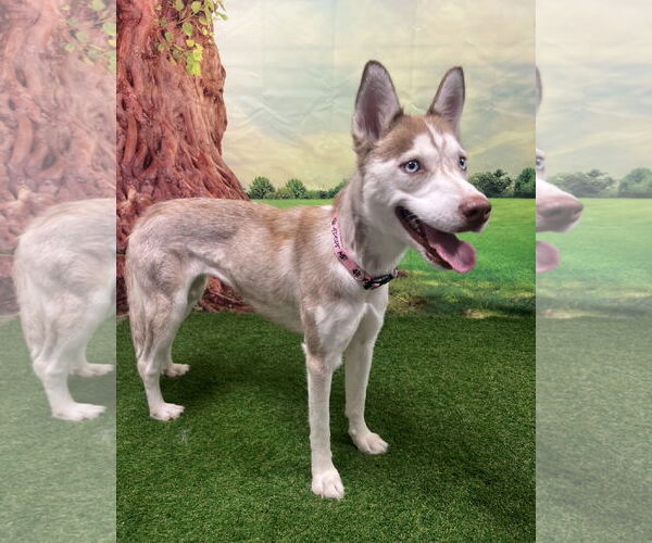 Medium Photo #2 Siberian Husky-Unknown Mix Puppy For Sale in Euless, TX, USA