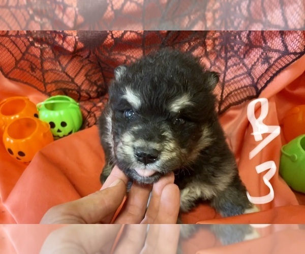 Medium Photo #1 Alaskan Malamute Puppy For Sale in BASSETT, VA, USA