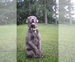 Small Photo #1 Labrador Retriever Puppy For Sale in EDINBURG, VA, USA