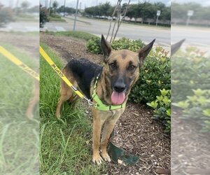 German Shepherd Dog Dogs for adoption in Baytown, TX, USA