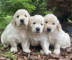 English Cream Golden Retriever Puppy for Sale in DAWSONVILLE, Georgia USA