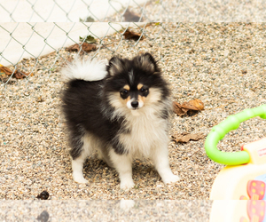 Pomeranian Puppy for sale in NAPPANEE, IN, USA