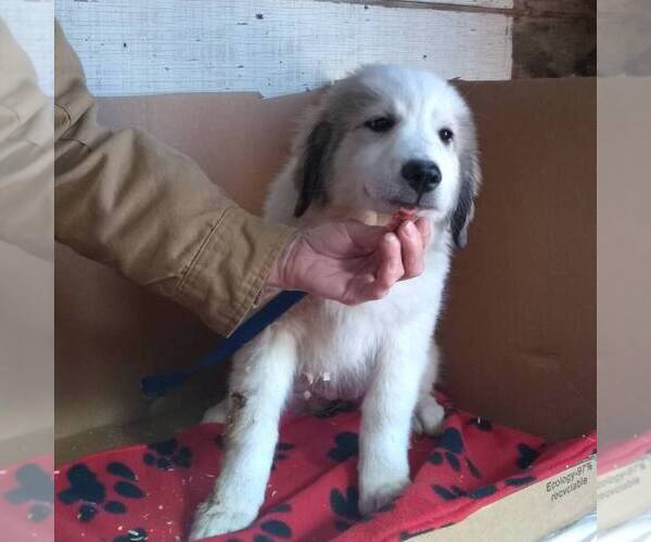 Medium Photo #4 Great Pyrenees Puppy For Sale in BRIGHTON, IA, USA