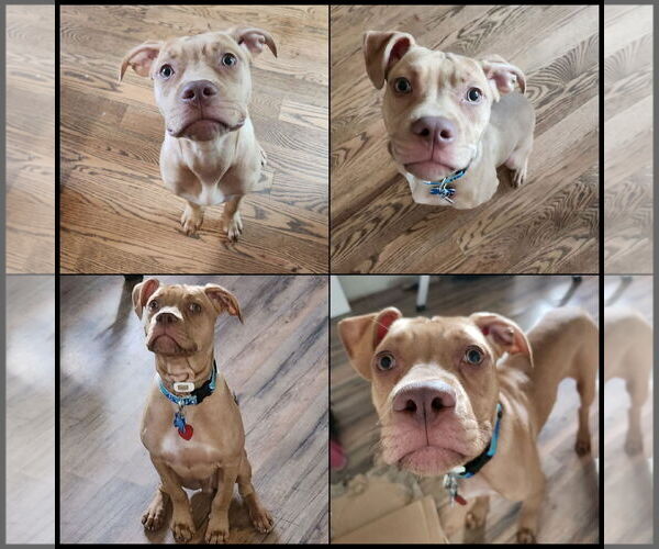 Medium Photo #2 American Pit Bull Terrier-Unknown Mix Puppy For Sale in Minneapolis, MN, USA
