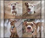 Small #1 American Pit Bull Terrier Mix