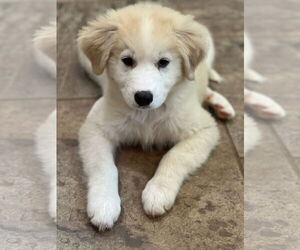 Australian Retriever Dogs for adoption in Corinth, MS, USA