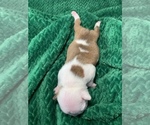 Small Photo #38 Boston Terrier Puppy For Sale in TULARE, CA, USA