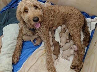 Goldendoodle Puppy for sale in SAN DIEGO, CA, USA