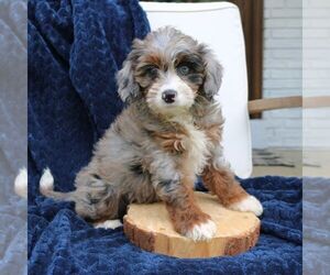Bernedoodle (Miniature) Puppy for sale in NARVON, PA, USA