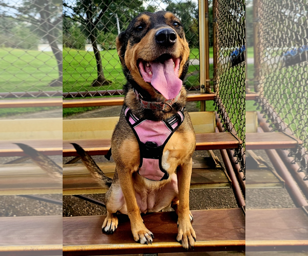 Medium Photo #7 Mutt Puppy For Sale in Brooklyn Center, MN, USA