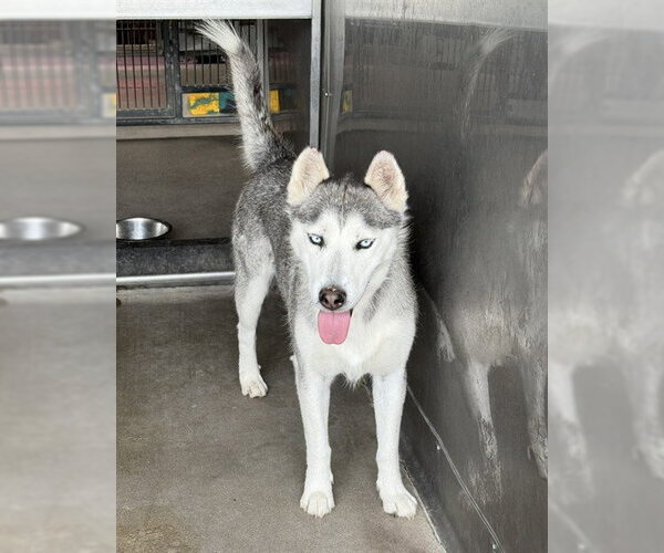 Medium Photo #2 Siberian Husky-Unknown Mix Puppy For Sale in San Bernardino, CA, USA