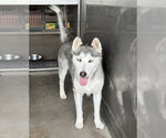 Small #1 Siberian Husky Mix