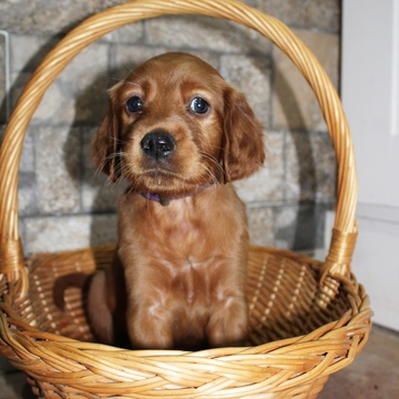 Medium Photo #1 Irish Setter Puppy For Sale in BEARTOWN, PA, USA
