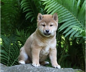 Shiba Inu Puppy for sale in FREDERICKSBG, OH, USA