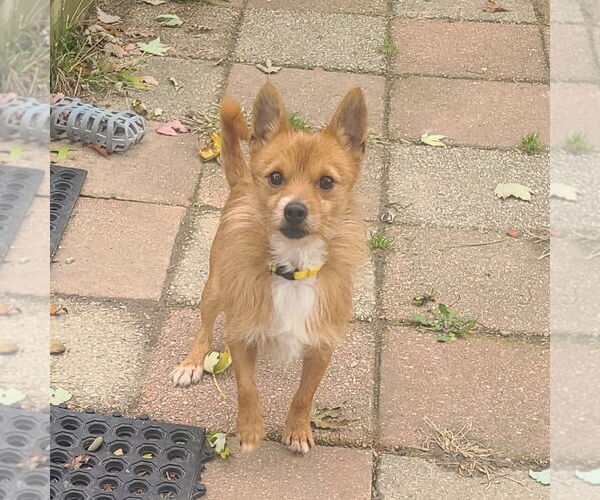 Medium Photo #1 Chihuahua-Unknown Mix Puppy For Sale in FAIRLAWN, OH, USA