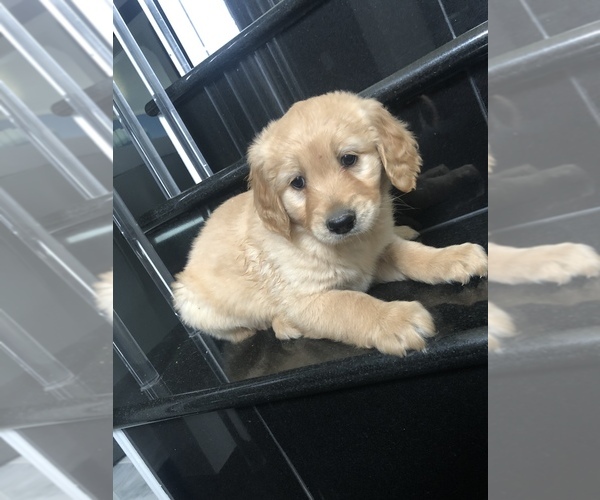 Medium Photo #1 Goldendoodle Puppy For Sale in CANTON, MI, USA
