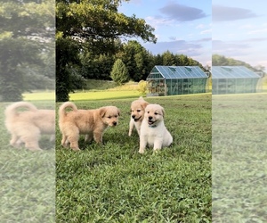 Chow Chow-Goldendoodle Mix Puppy for sale in LANCASTER, OH, USA