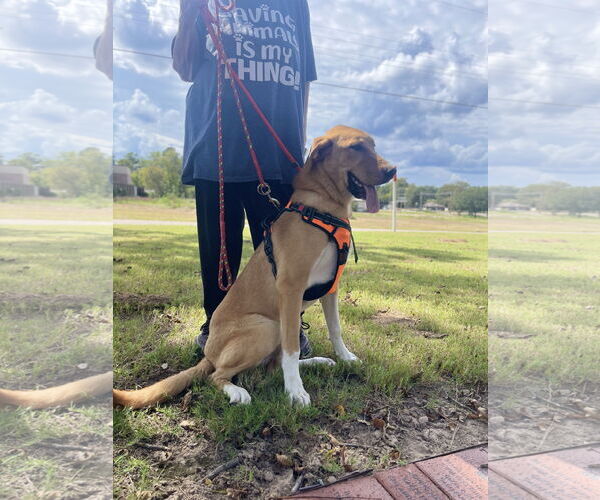Medium Photo #9 Mutt Puppy For Sale in Rockaway, NJ, USA