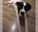 Small #1 Lab-Pointer