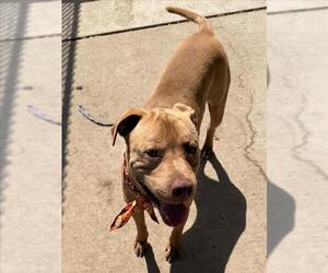 Mutt Dogs for adoption in Tulsa, OK, USA