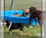 Small #3 Retriever  Mix