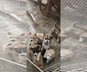 Alaskan Husky-Alaskan Malamute Mix Puppy for sale in RANDLEMAN, NC, USA