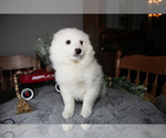 Small #2 Miniature American Eskimo