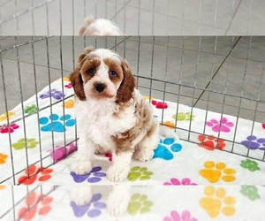 Cavapoo (Miniature)-Poodle (Toy) Mix Puppy for sale in ORO VALLEY, AZ, USA