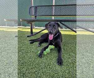 Labrador Retriever-Unknown Mix Dogs for adoption in San Diego, CA, USA