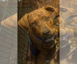Timmy - Male Mutt Dog for Adoption - Photo #4