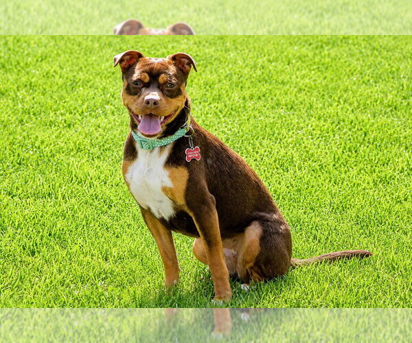 Medium Photo #19 American Staffordshire Terrier-Chihuahua Mix Puppy For Sale in Lake Forest, CA, USA