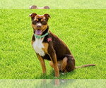 Small #18 American Staffordshire Terrier-Chihuahua Mix