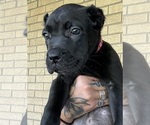Small #3 Cane Corso