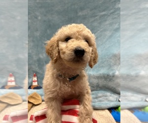 Goldendoodle Puppy for Sale in DUNCAN, North Carolina USA