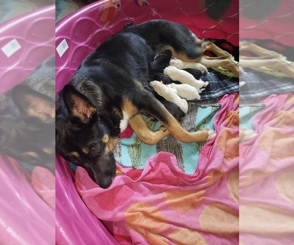 Medium Photo #1 German Shepherd Dog-Siberian Husky Mix Puppy For Sale in HOLTON, MI, USA