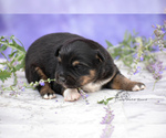 Small Photo #9 Miniature American Shepherd Puppy For Sale in BENTON CITY, WA, USA