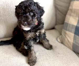 Goldendoodle (Miniature) Puppy for sale in CANTON, GA, USA