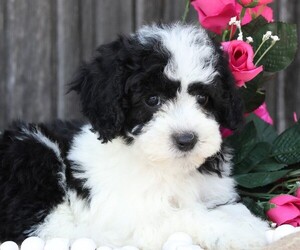 Cavapoo Puppy for Sale in JONES, Michigan USA