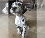 Small Photo #14 Great Dane Puppy For Sale in DIGHTON, MA, USA