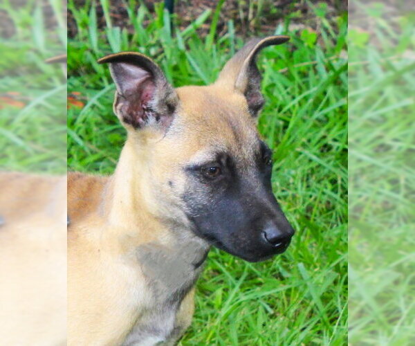 Medium Photo #3 German Shepherd Dog Puppy For Sale in Holly Hill, SC, USA