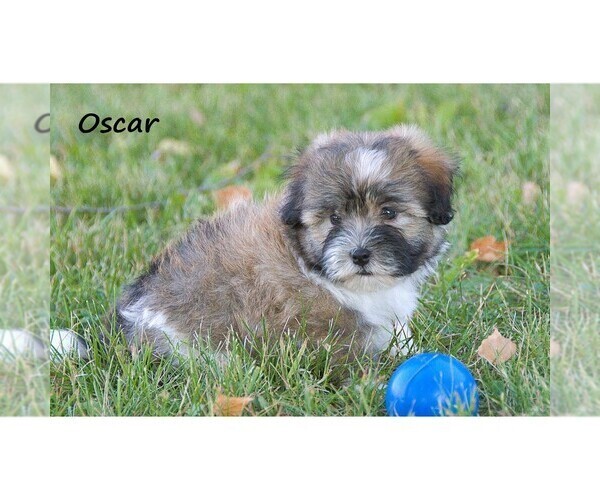 Medium Photo #4 Havanese Puppy For Sale in CLARE, MI, USA