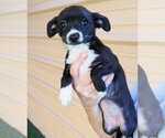 Small #1 Chihuahua Mix
