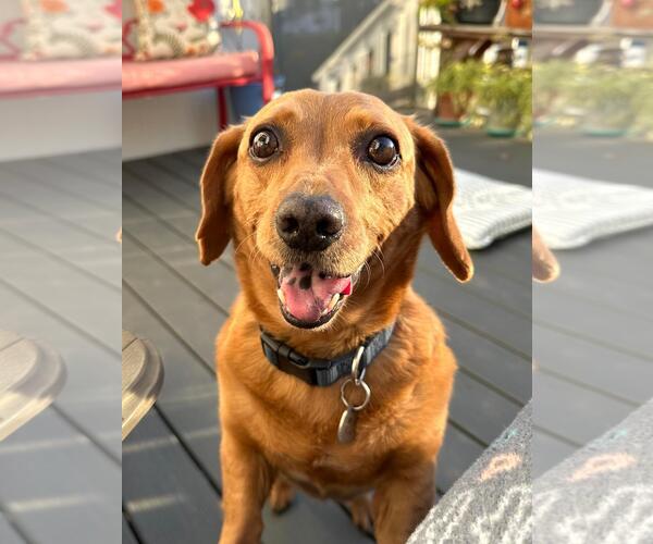 Medium Photo #2 Dachshund Puppy For Sale in Los Angeles, CA, USA