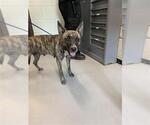 Small American Pit Bull Terrier