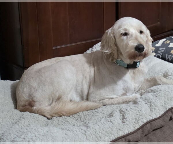 Medium Photo #4 Labradoodle Puppy For Sale in Columbus, IN, USA