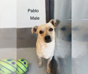 Italian Greyhuahua Dogs for adoption in Studio City, CA, USA