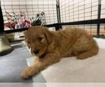 Puppy 1 Bernedoodle